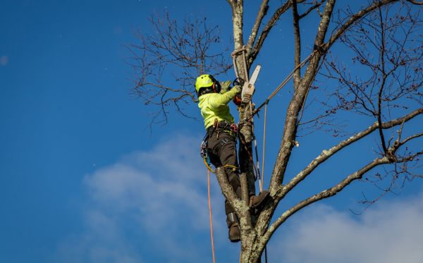 Frederick Tree Removal